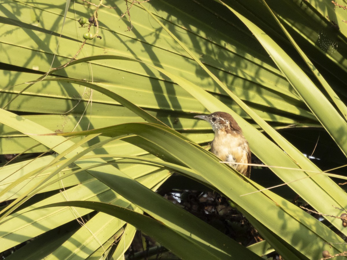 Carolina Wren - ML642176700