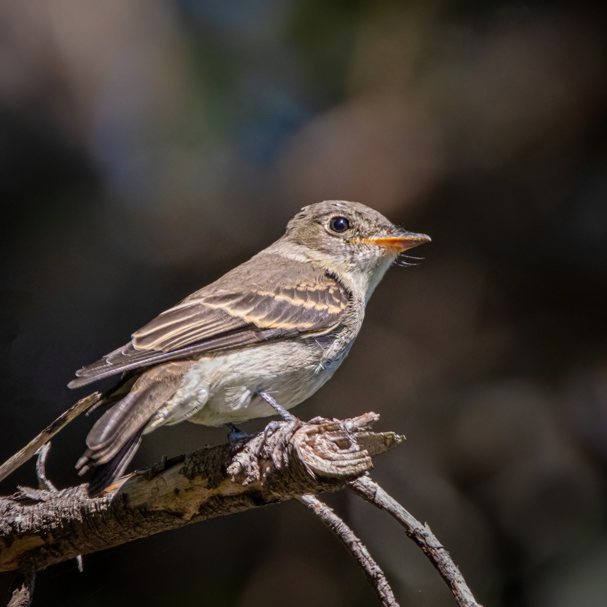 Eastern Wood-Pewee - ML642176701