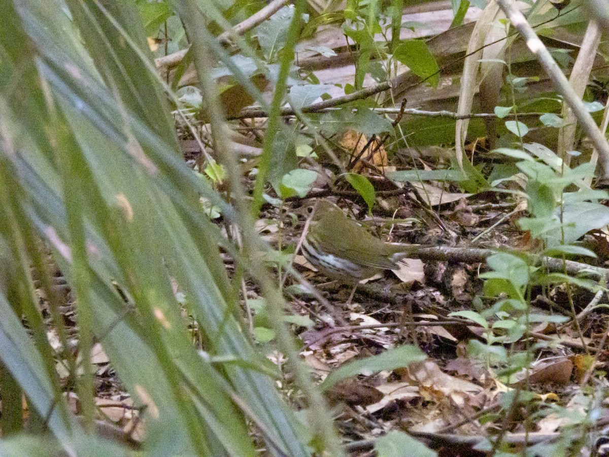 Ovenbird - ML642176707