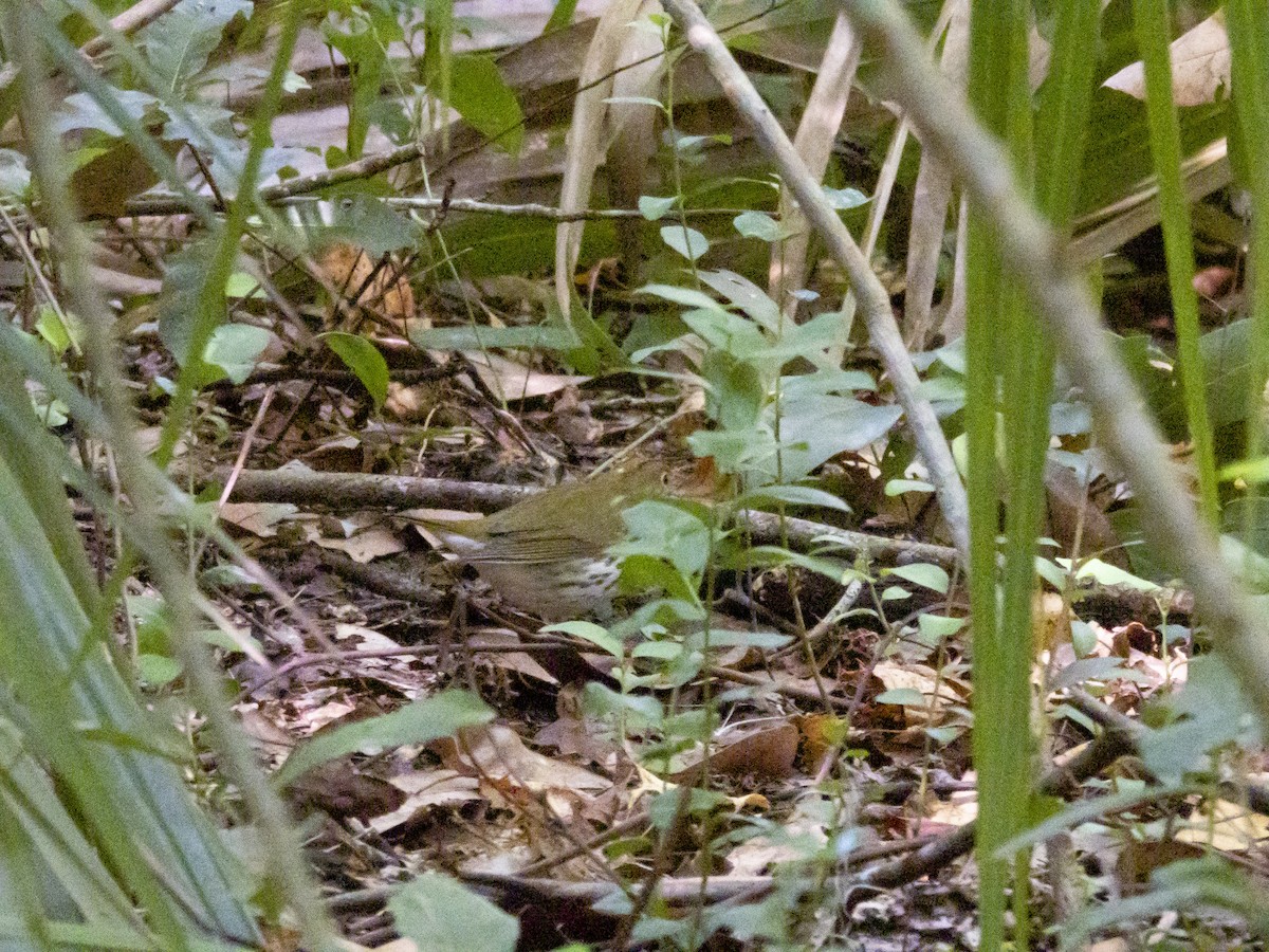 Ovenbird - ML642176708