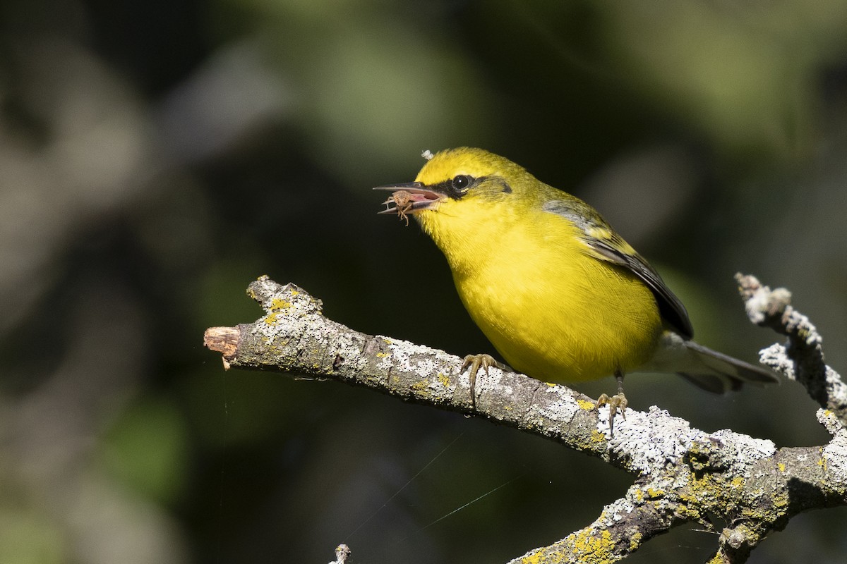 Lawrence's Warbler (hybrid) - ML642176714