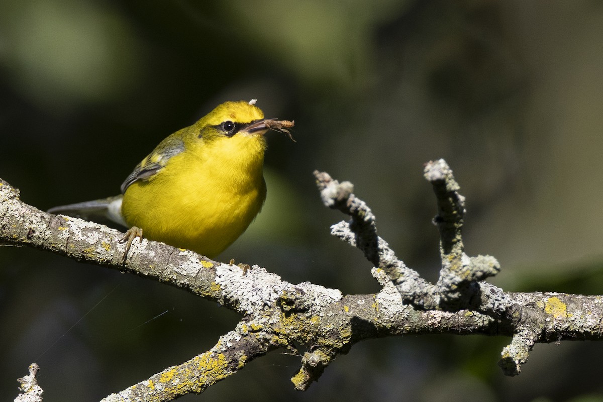Lawrence's Warbler (hybrid) - ML642176715