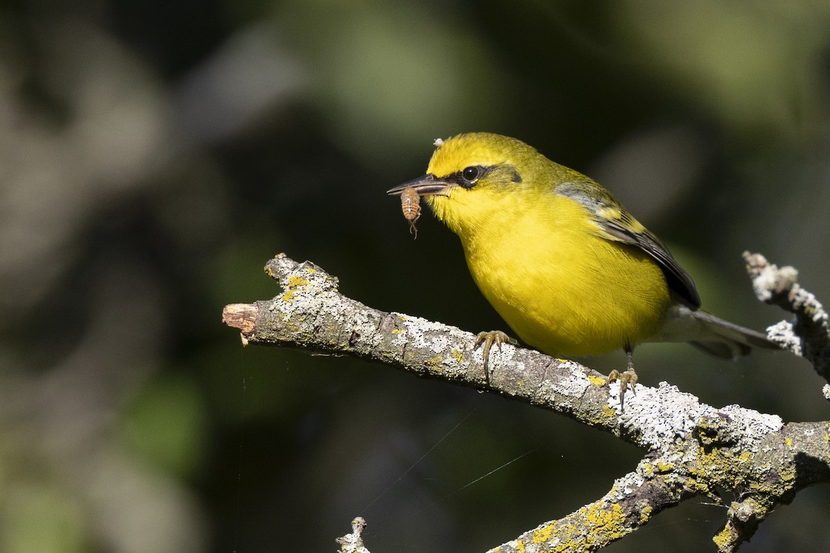 Lawrence's Warbler (hybrid) - ML642176716