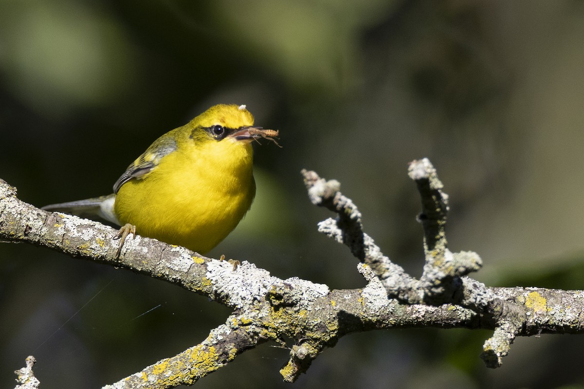 Lawrence's Warbler (hybrid) - ML642176717