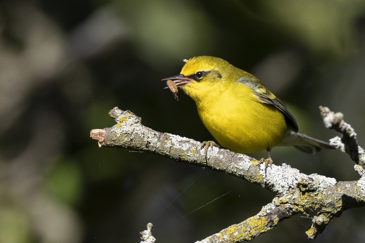 Lawrence's Warbler (hybrid) - ML642176718