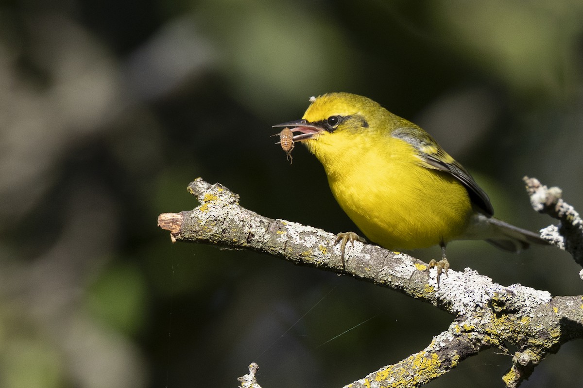 Lawrence's Warbler (hybrid) - ML642176719