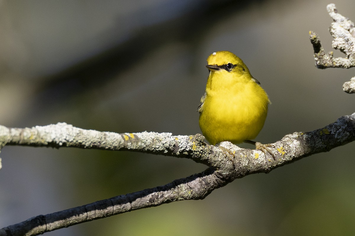 Lawrence's Warbler (hybrid) - ML642176720