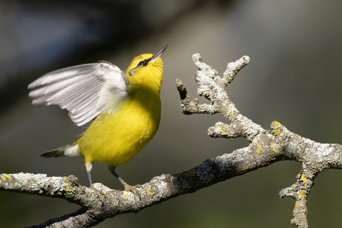 Lawrence's Warbler (hybrid) - ML642176722