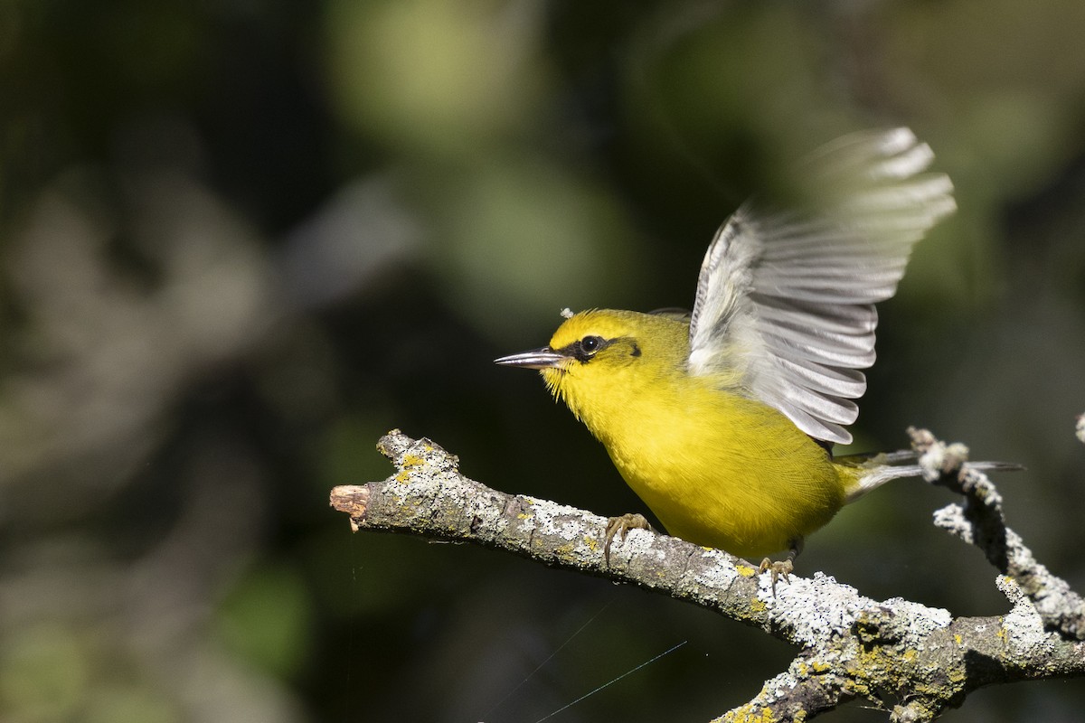 Lawrence's Warbler (hybrid) - ML642176723