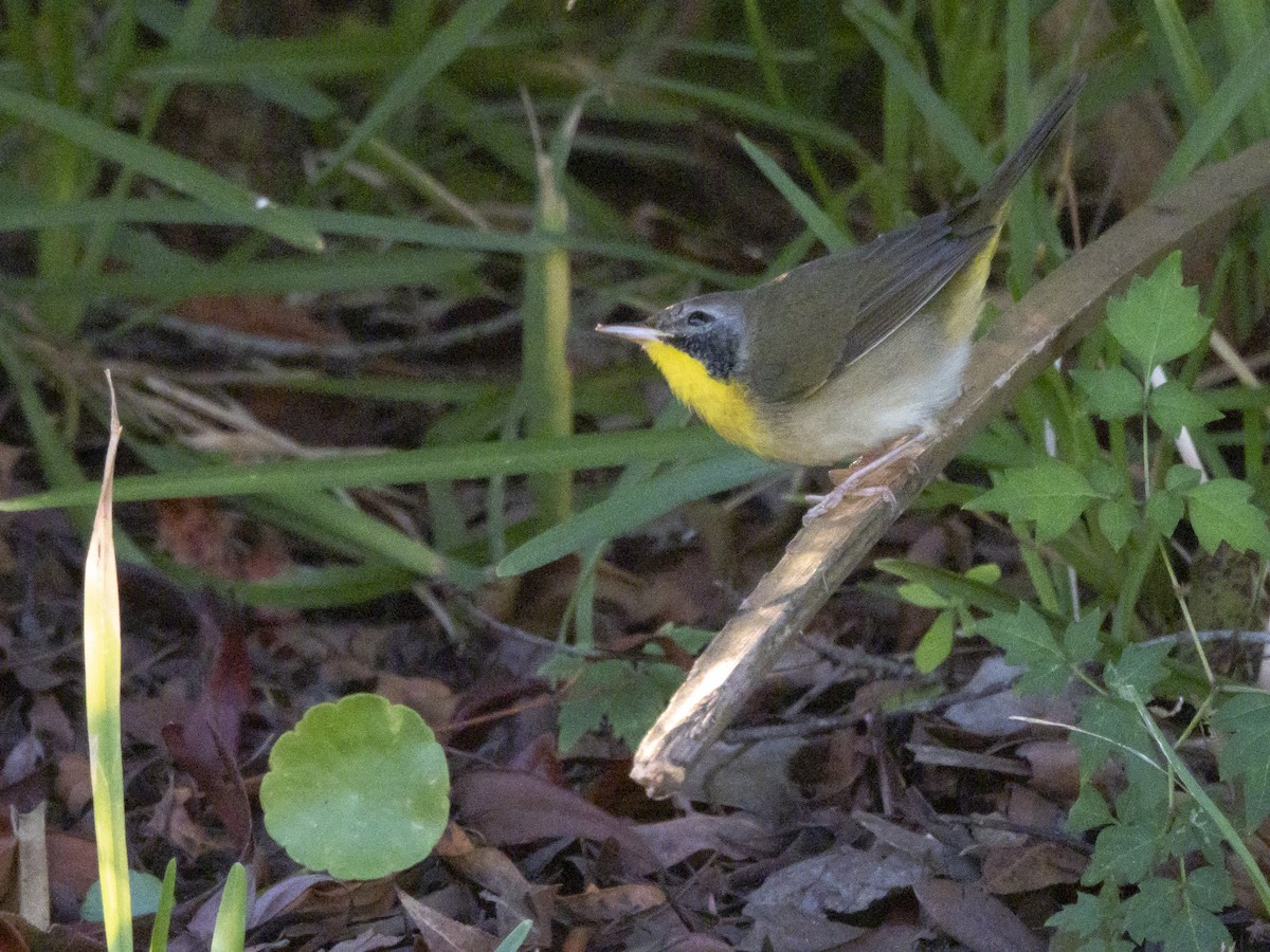 Common Yellowthroat - ML642176726