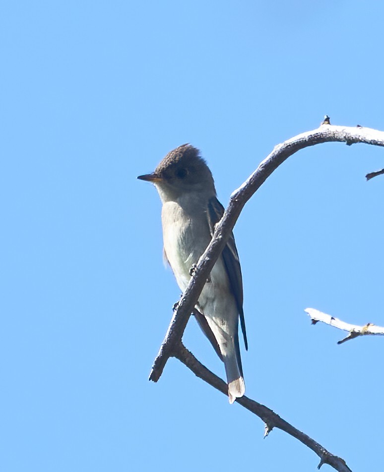 Western Wood-Pewee - ML642176728