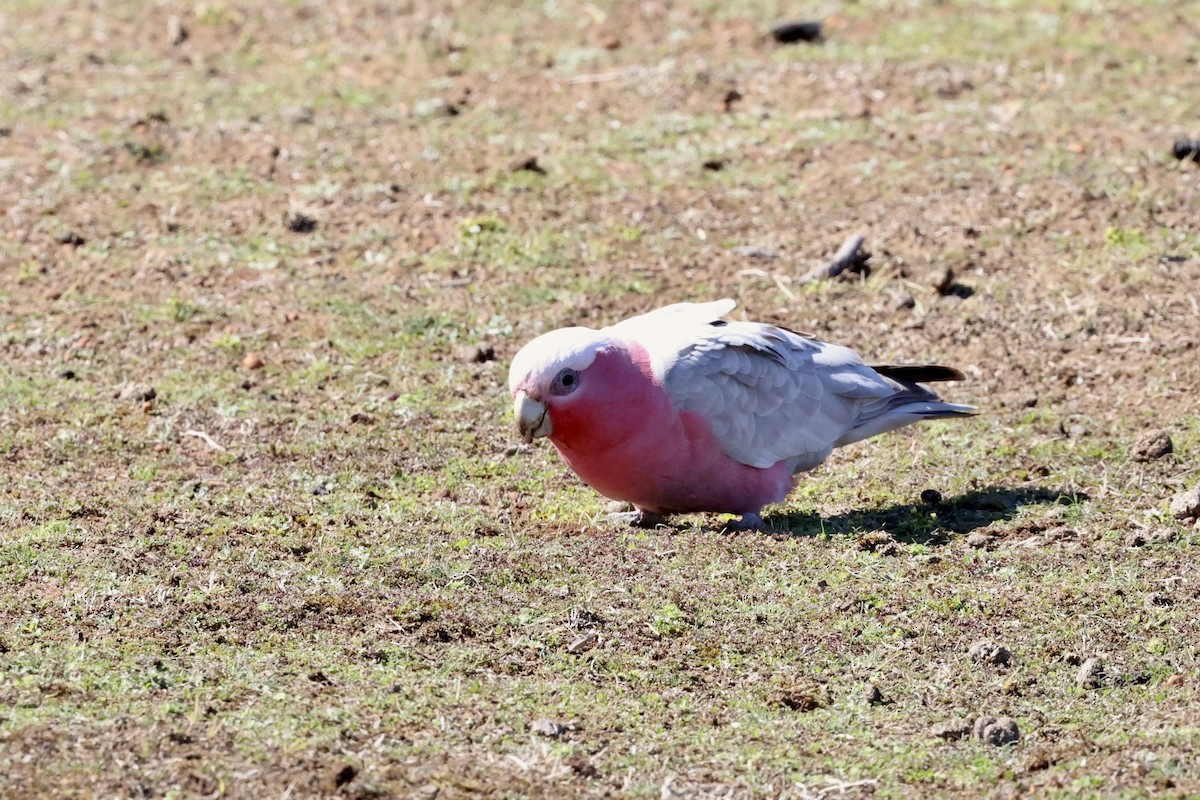 Galah - ML642176735