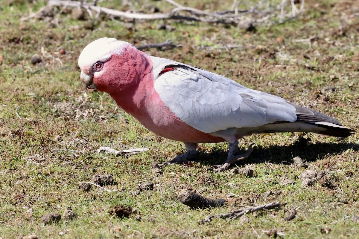 Galah - ML642176736
