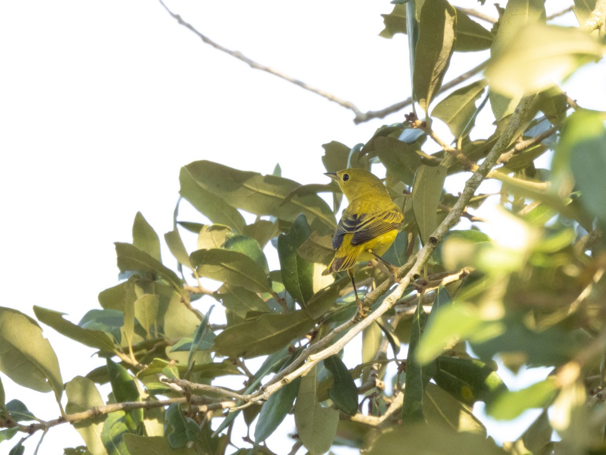 Yellow Warbler - ML642176742