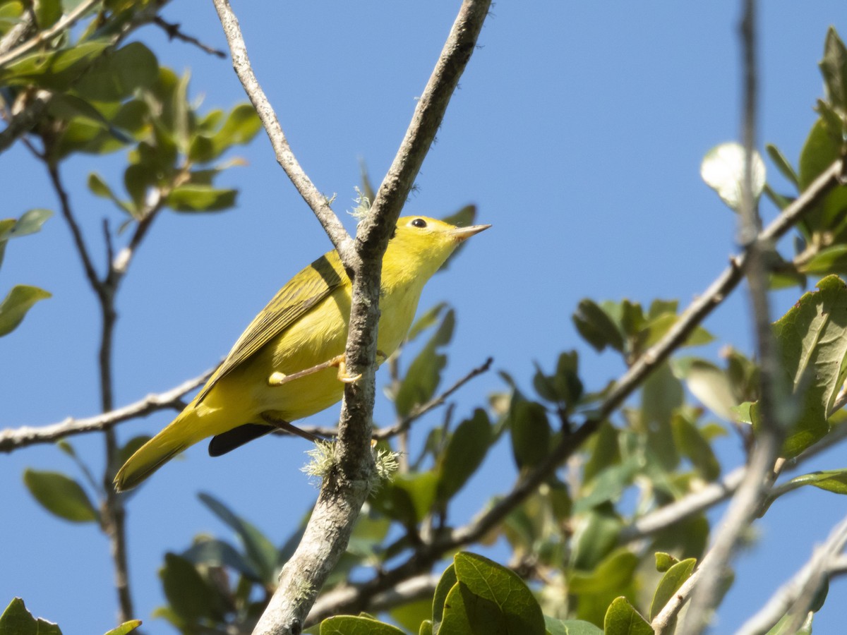 Yellow Warbler - ML642176743