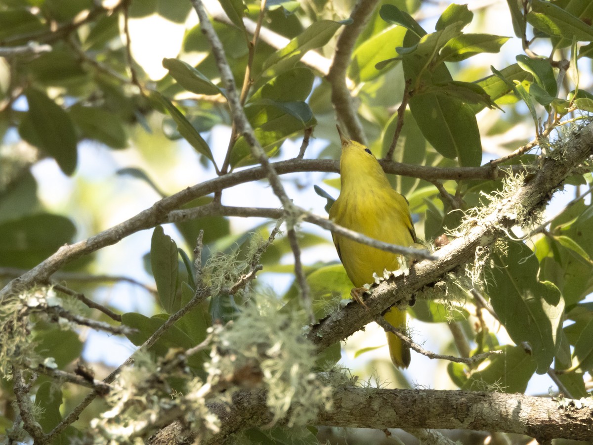 Yellow Warbler - ML642176744
