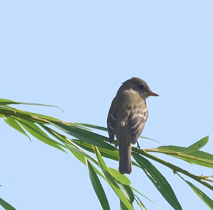 Willow Flycatcher - ML642176746