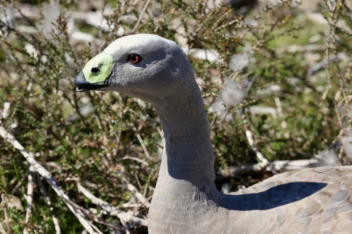 Cape Barren Goose - ML642176760