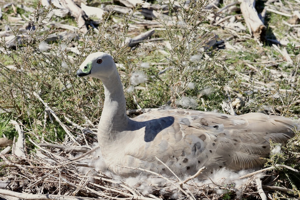 Cape Barren Goose - ML642176761