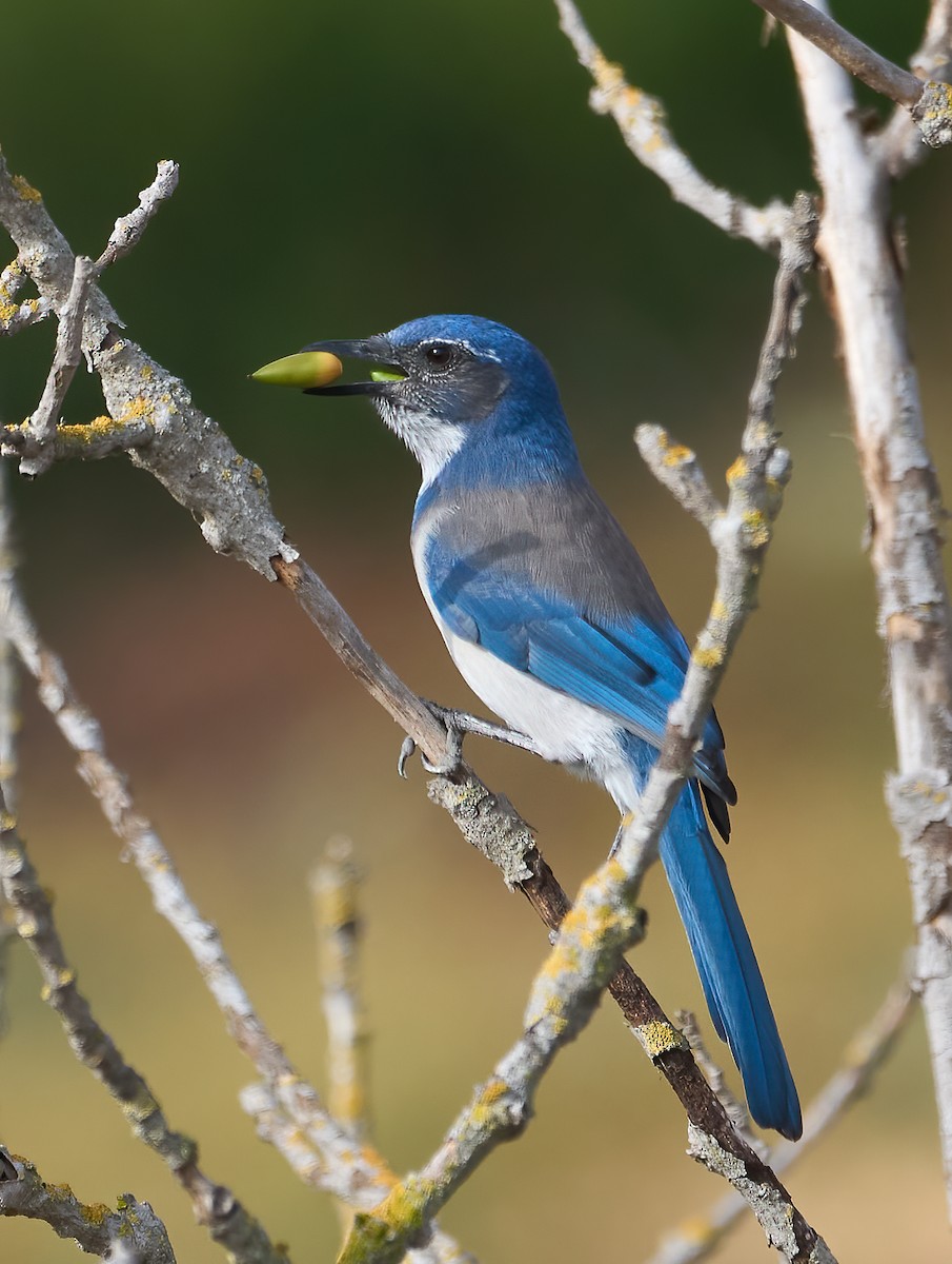 California Scrub-Jay - ML642176765