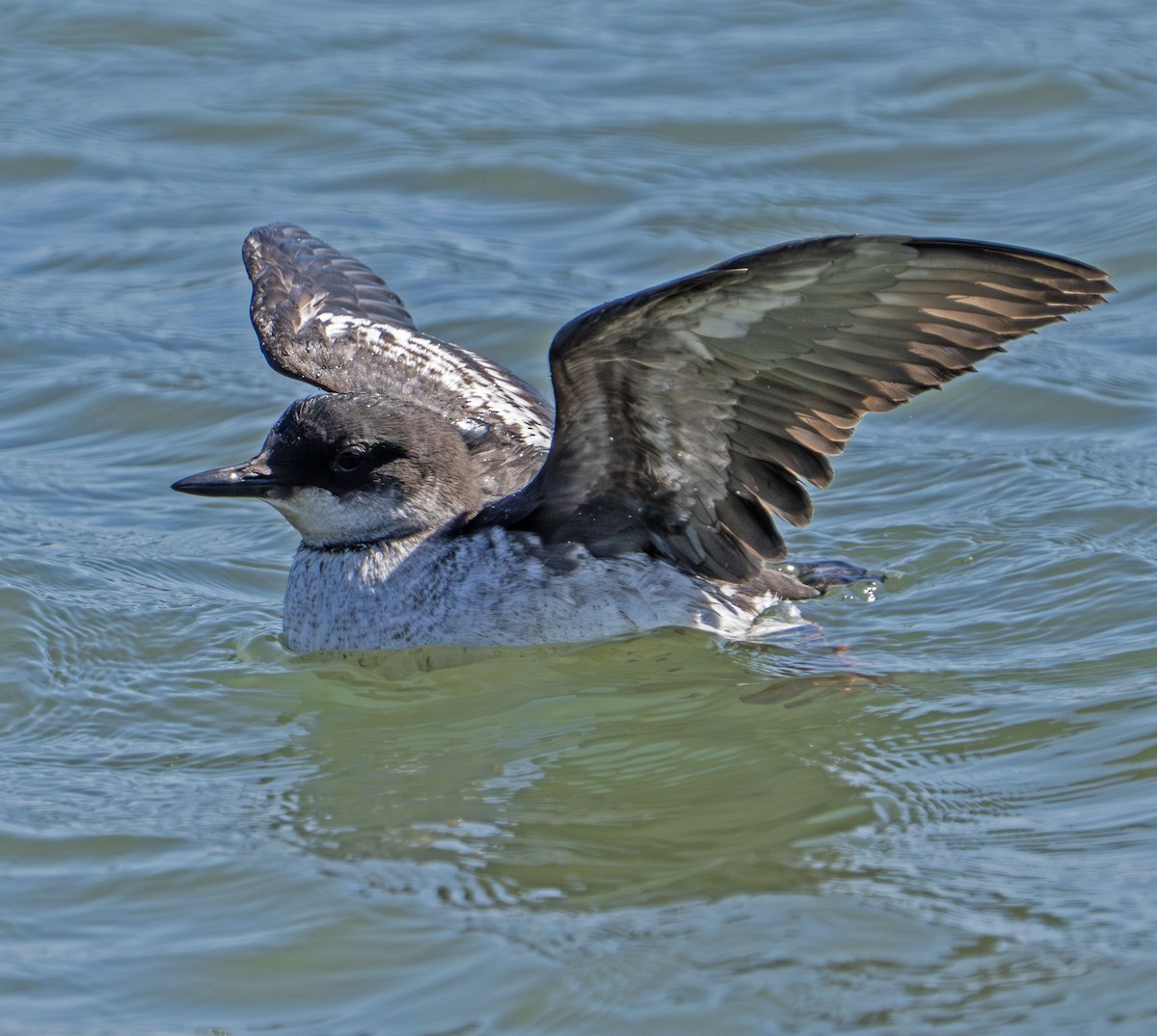 Pigeon Guillemot - ML642176769