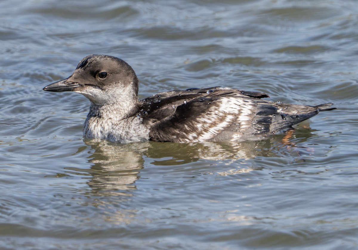 Pigeon Guillemot - ML642176770