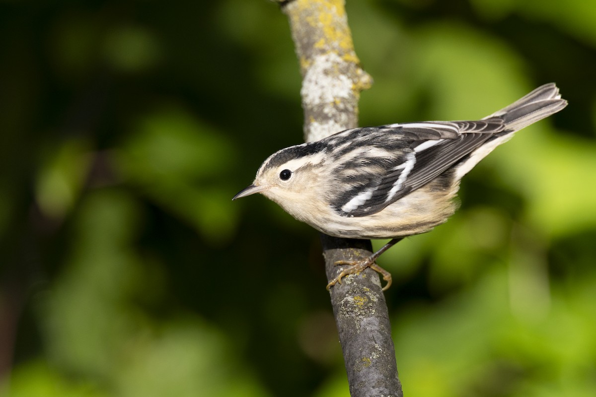 Black-and-white Warbler - ML642176773