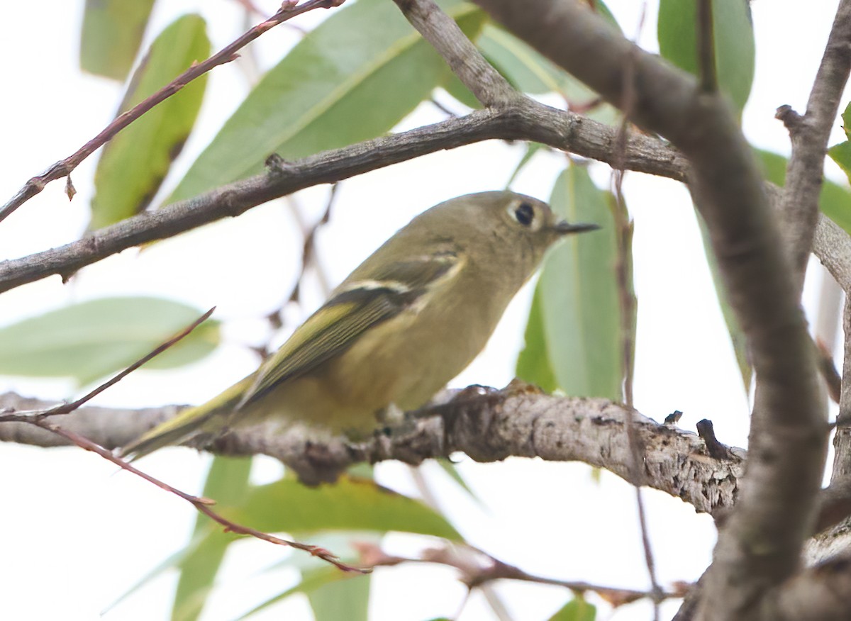 Ruby-crowned Kinglet - ML642176776
