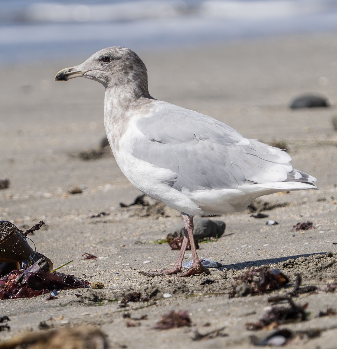 Glaucous-winged Gull - ML642176783