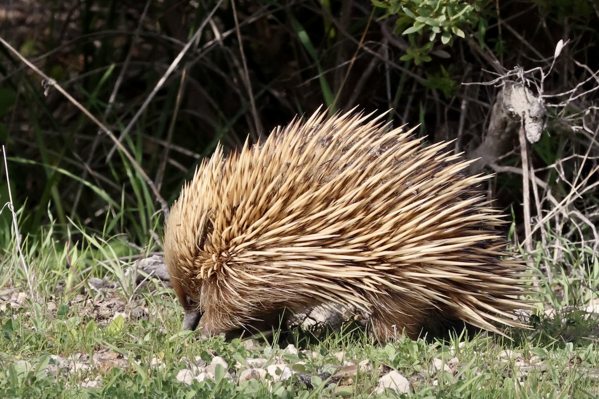 Kangaroo Island Echidna - ML642176784