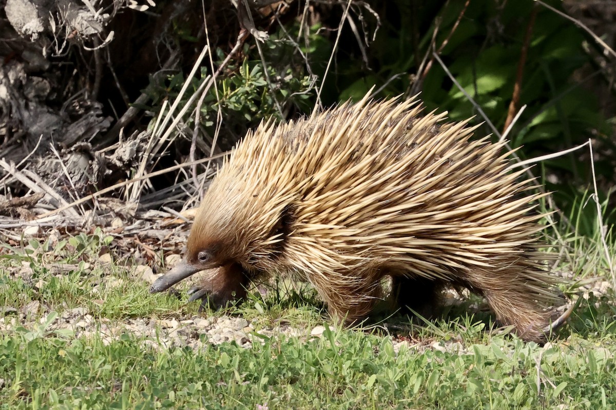 Kangaroo Island Echidna - ML642176785