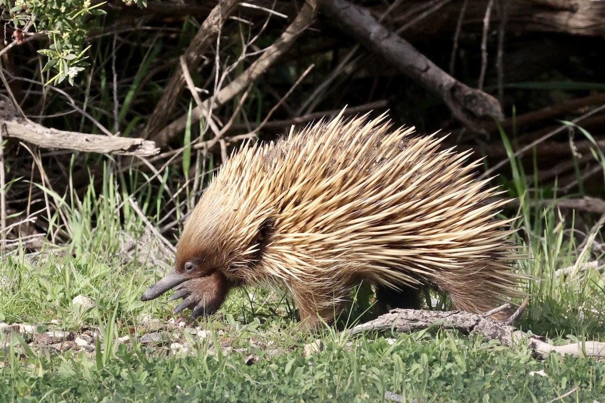 Kangaroo Island Echidna - ML642176786