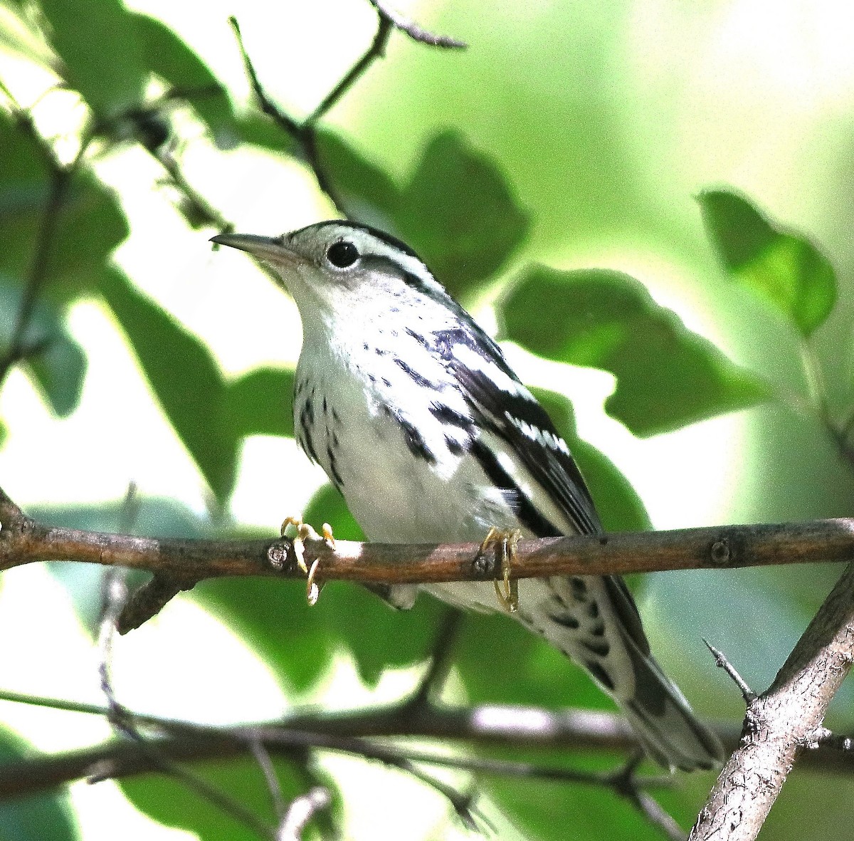 Black-and-white Warbler - ML642176790
