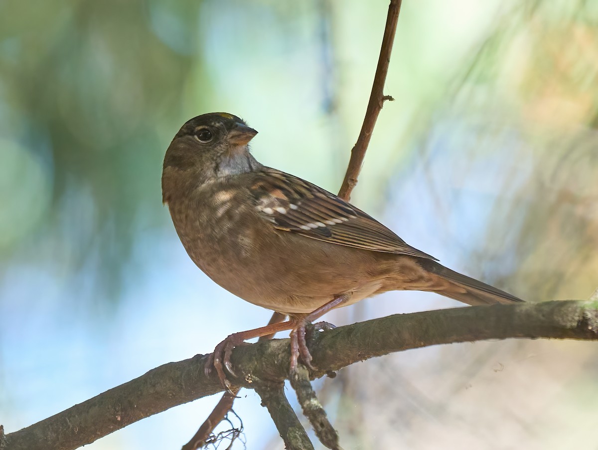 Golden-crowned Sparrow - ML642176792