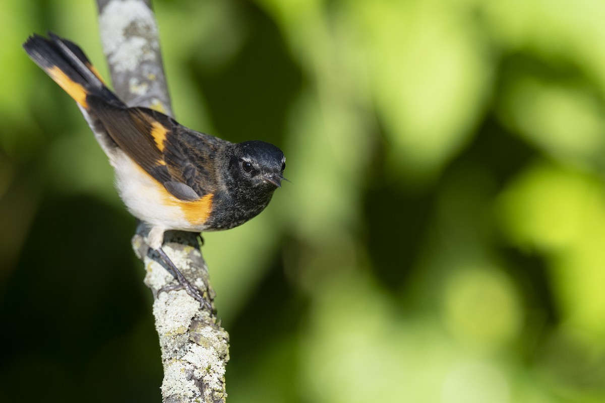 American Redstart - ML642176794