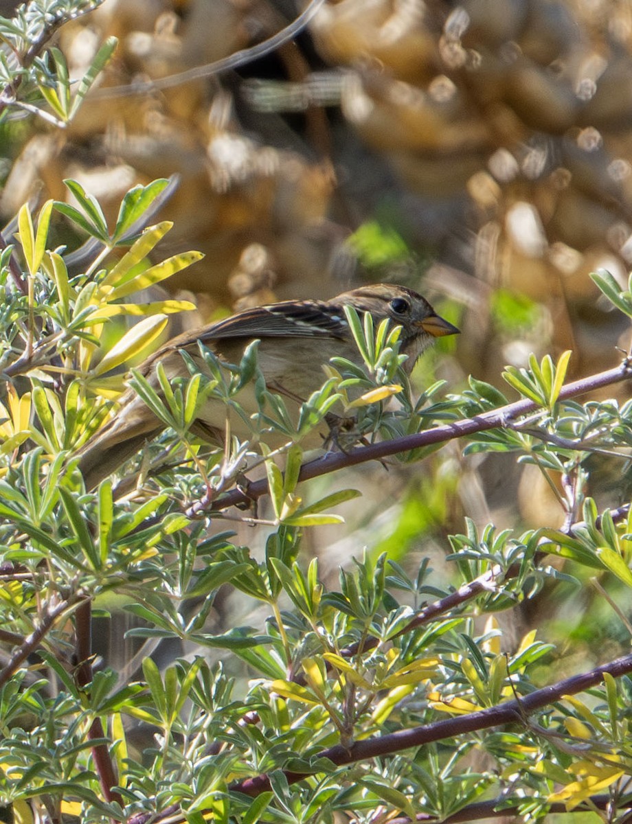 White-crowned Sparrow - ML642176795