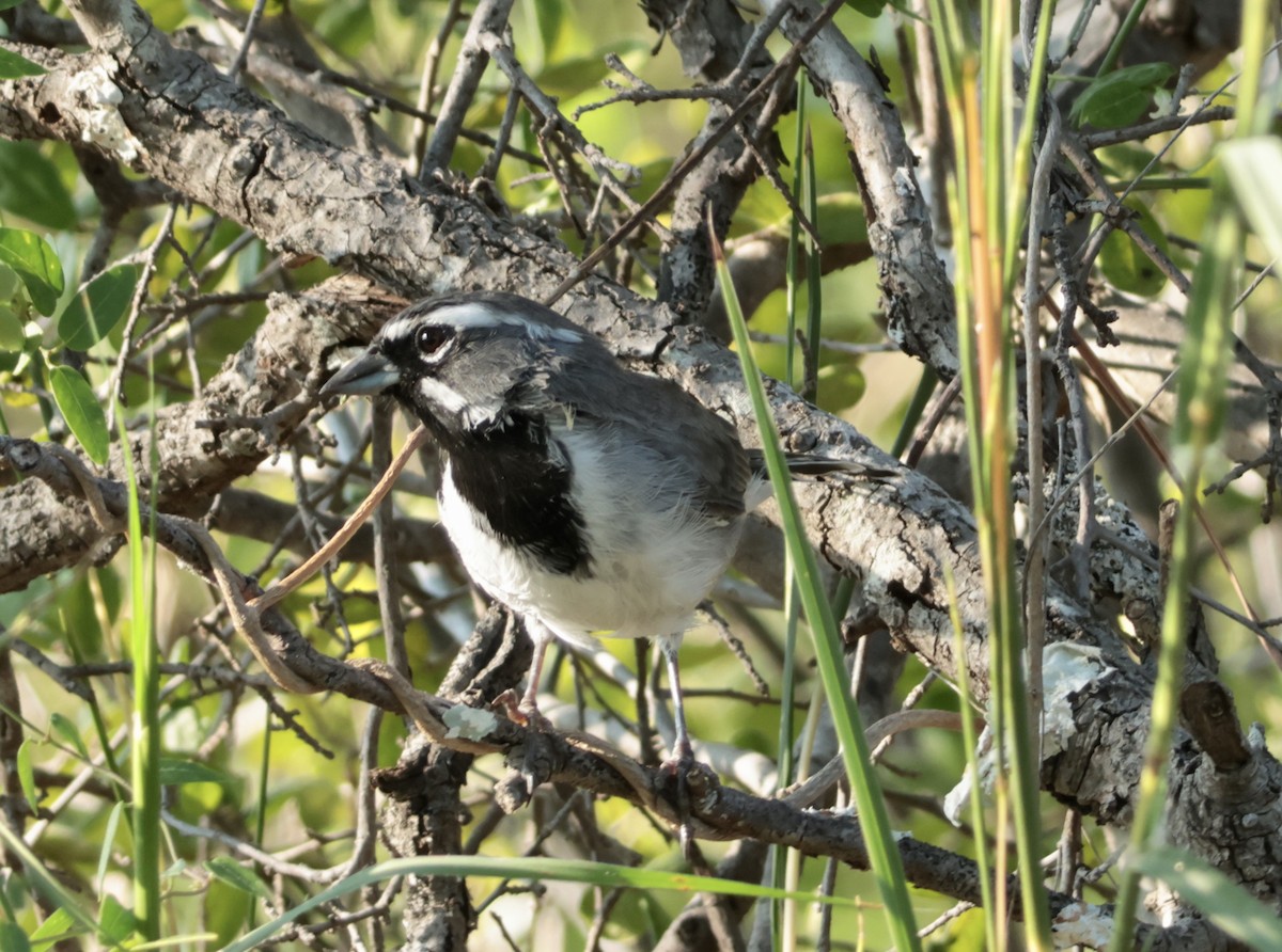 Chingolo Gorjinegro - ML642176804