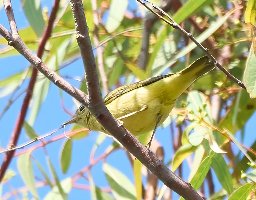 Yellow Warbler - ML642176814