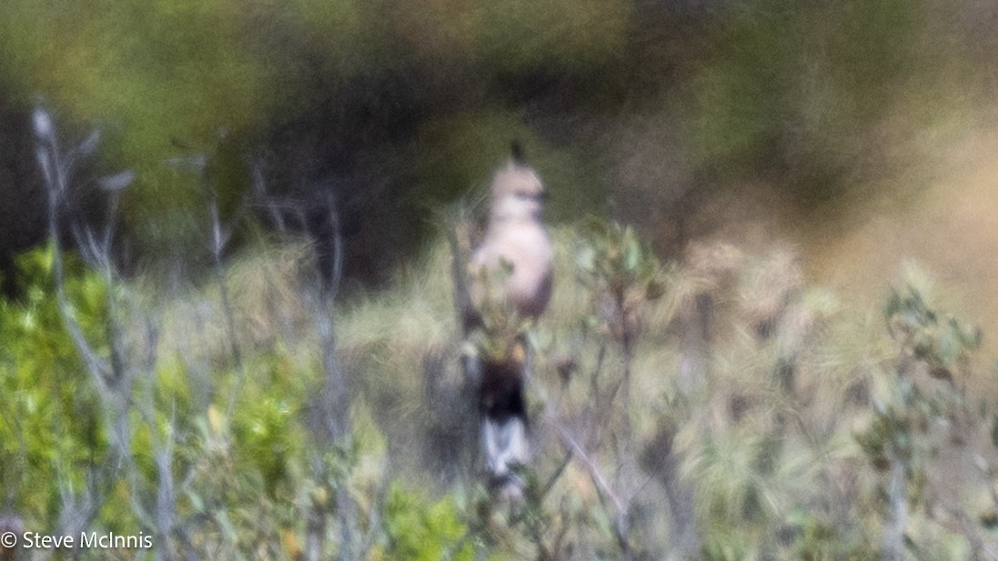 Chiming Wedgebill - ML642176815