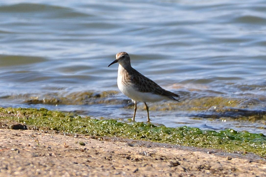 Least Sandpiper - ML642176822