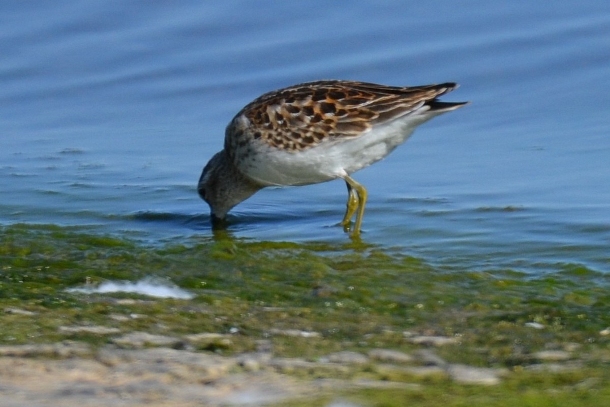 Least Sandpiper - ML642176823
