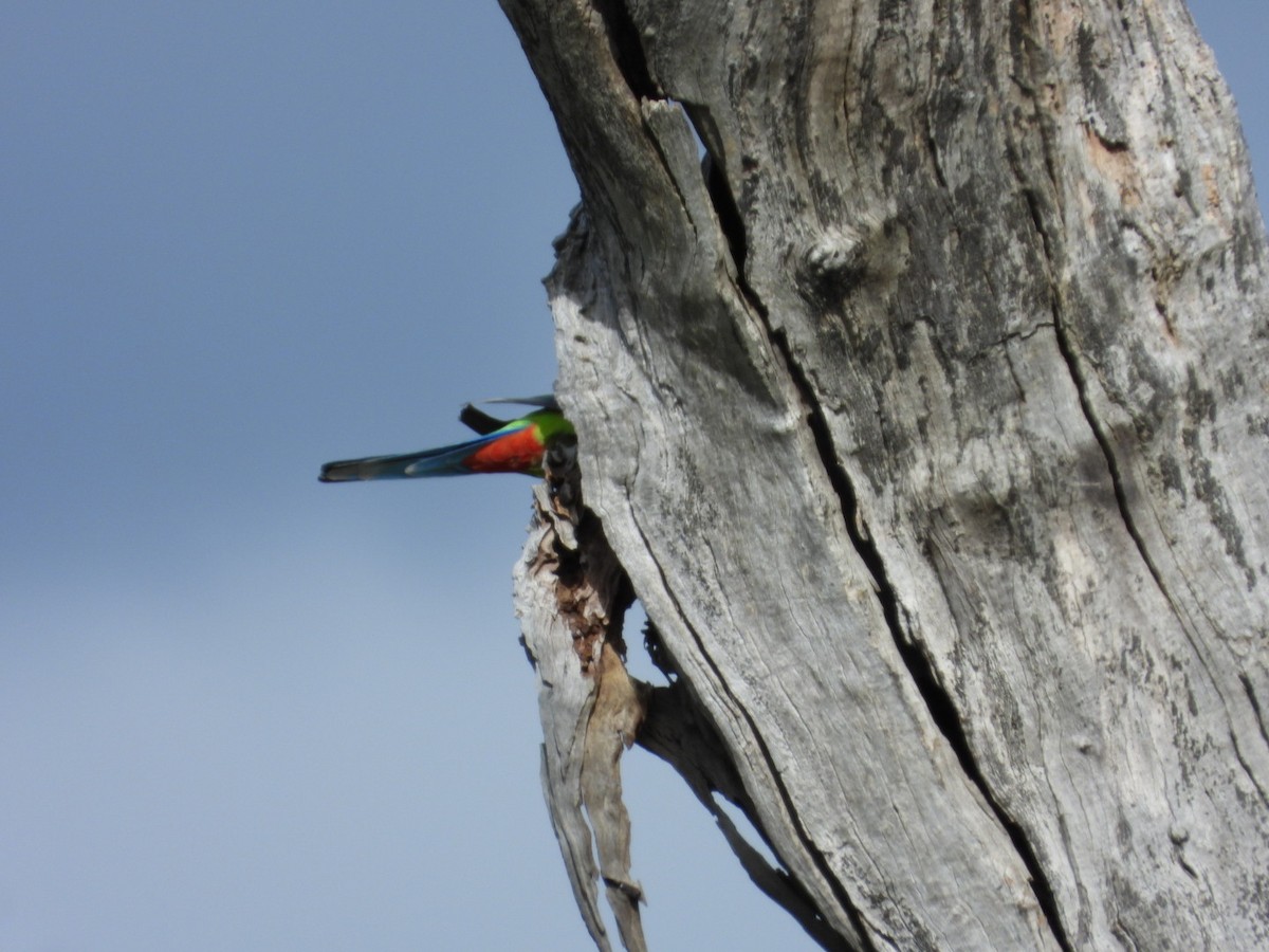 Eastern Rosella - ML642176829