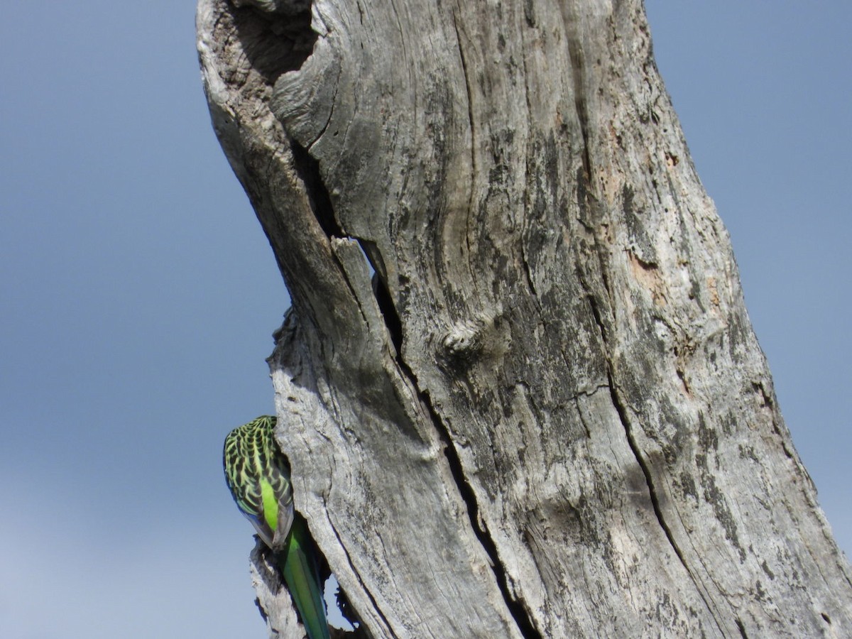 Eastern Rosella - ML642176830