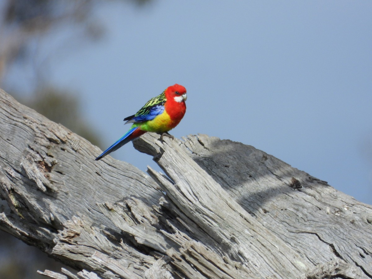 Eastern Rosella - ML642176831
