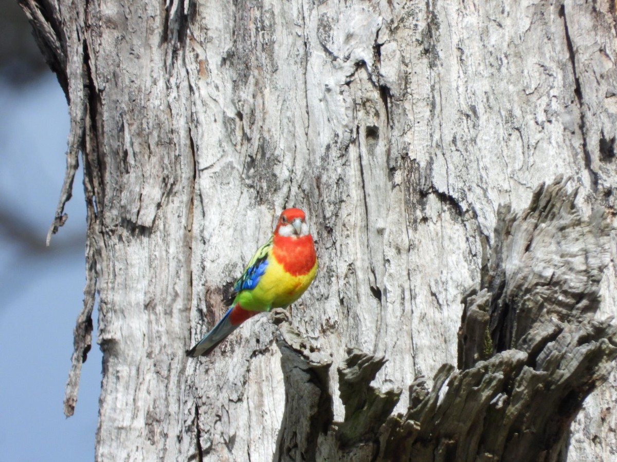 Eastern Rosella - ML642176832