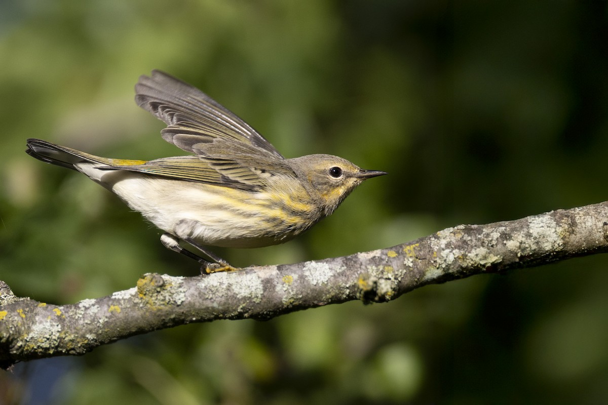 Cape May Warbler - ML642176833