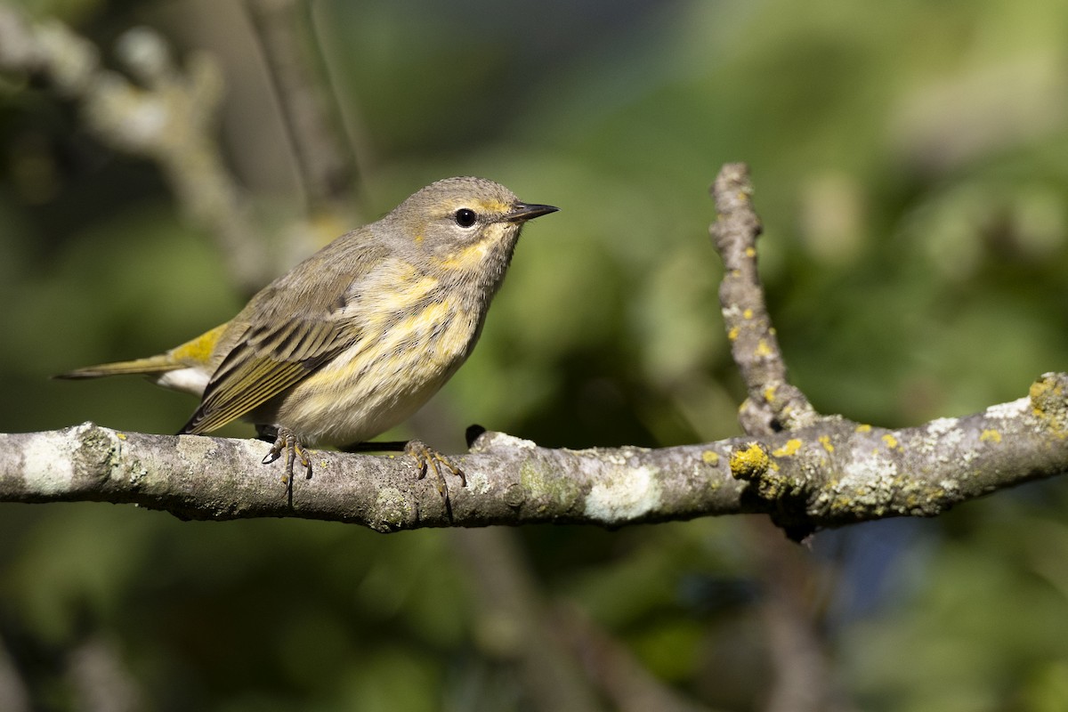 Cape May Warbler - ML642176834