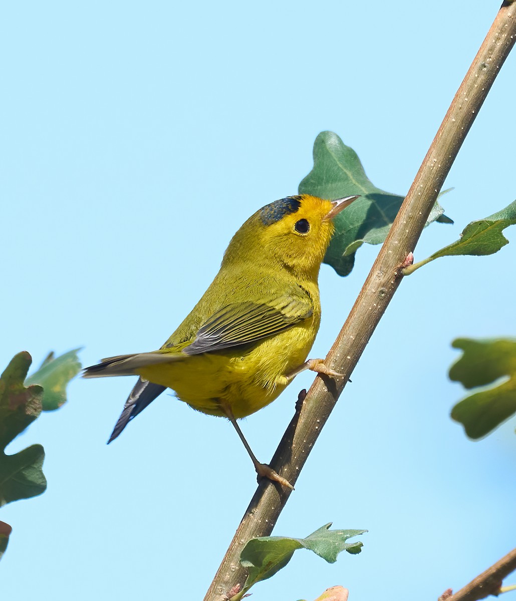 Wilson's Warbler - ML642176837