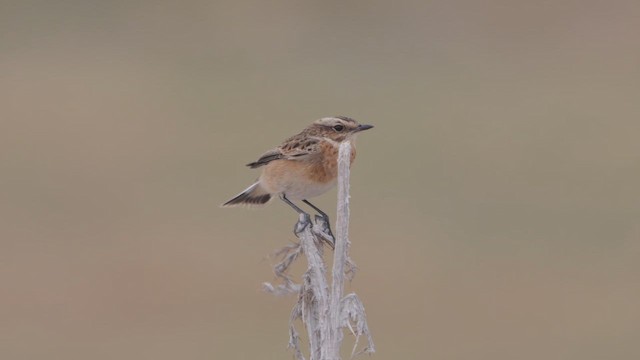 Whinchat - ML642176840