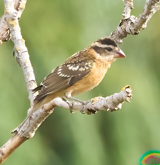 Black-headed Grosbeak - ML642176847